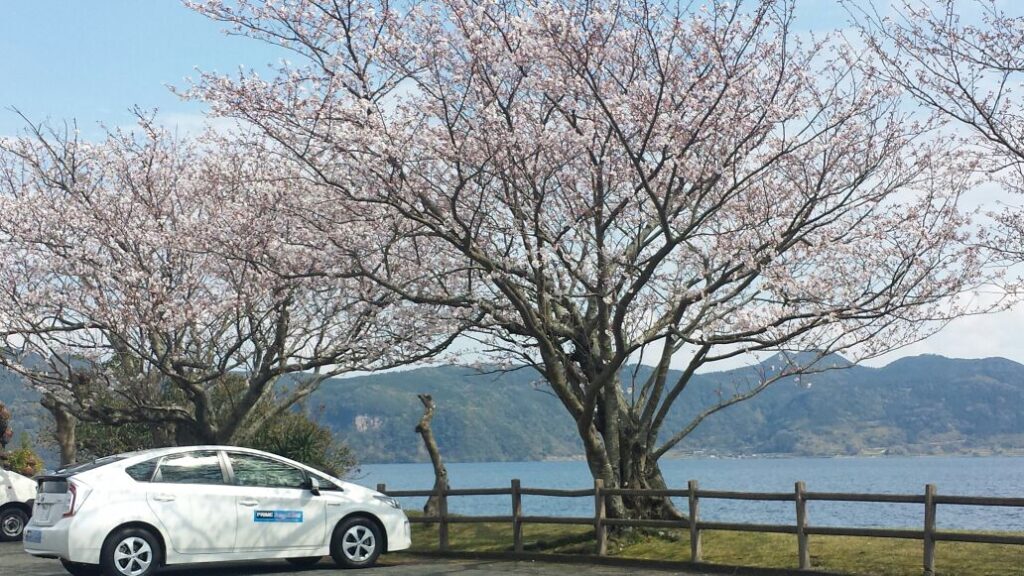 FMJ car under cherry blossoms