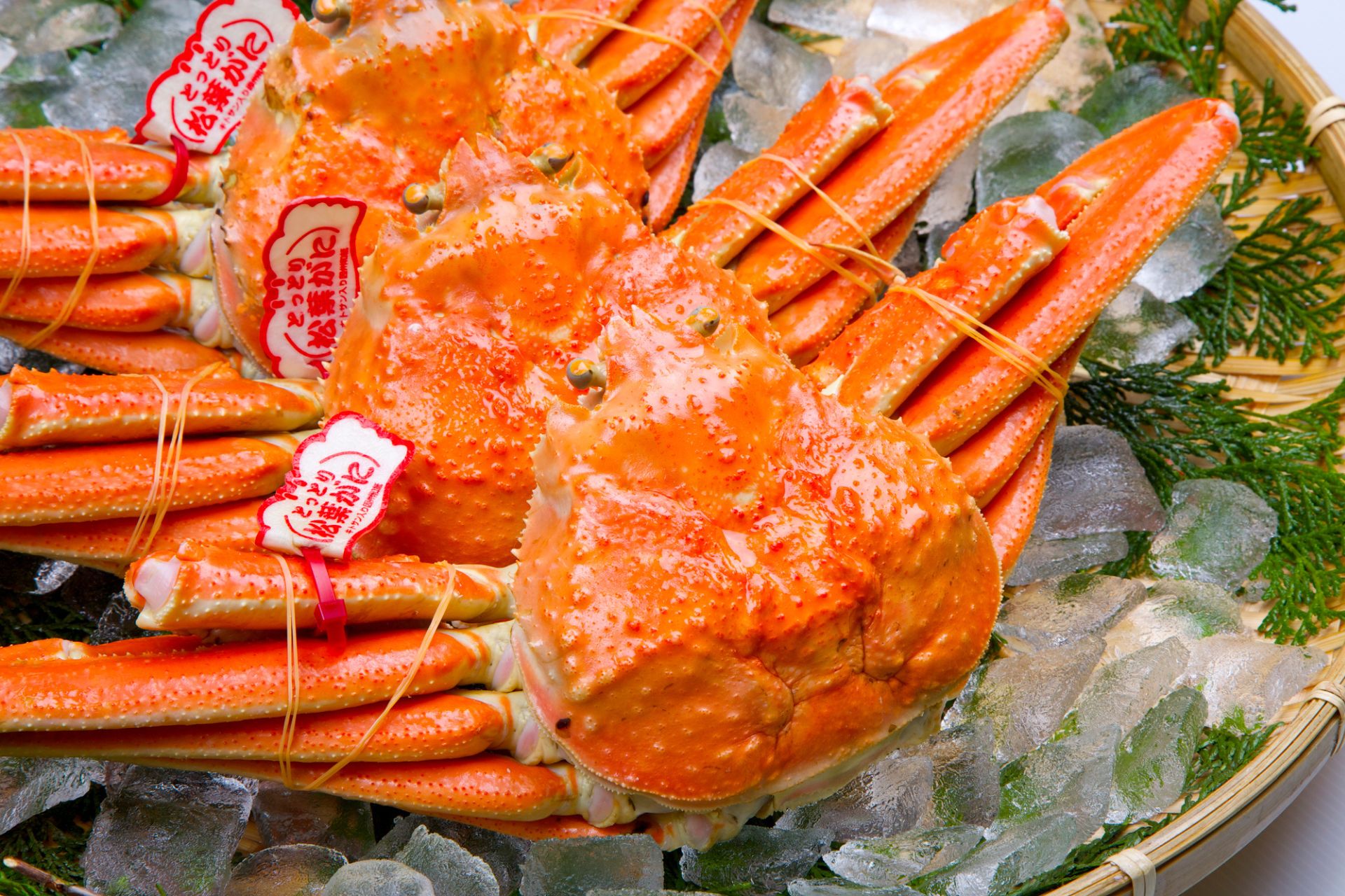 Matsuba crab