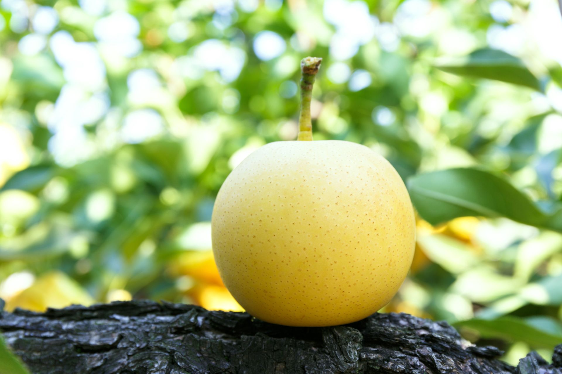 Tottori nijisseki pear