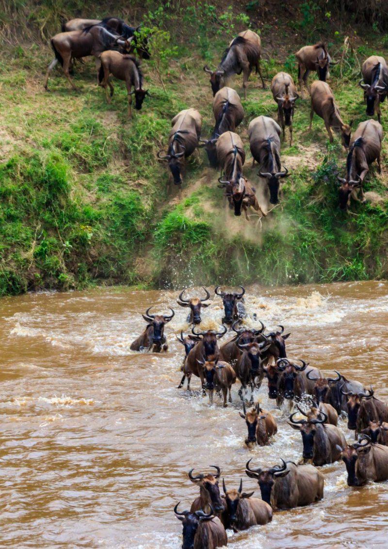 Great Wildebeest Migration