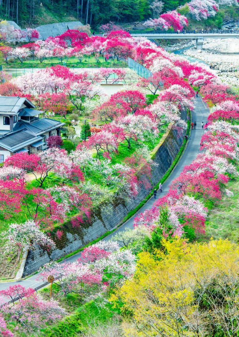 Hanamomo no Sato