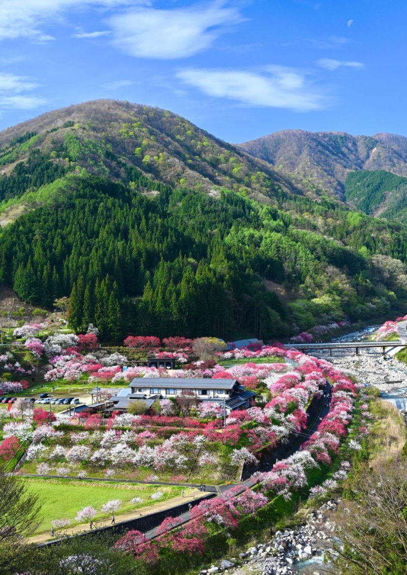 Hanamomo no Sato