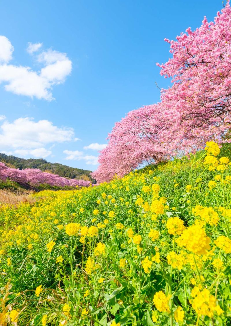 Kawazu Sakura Festival