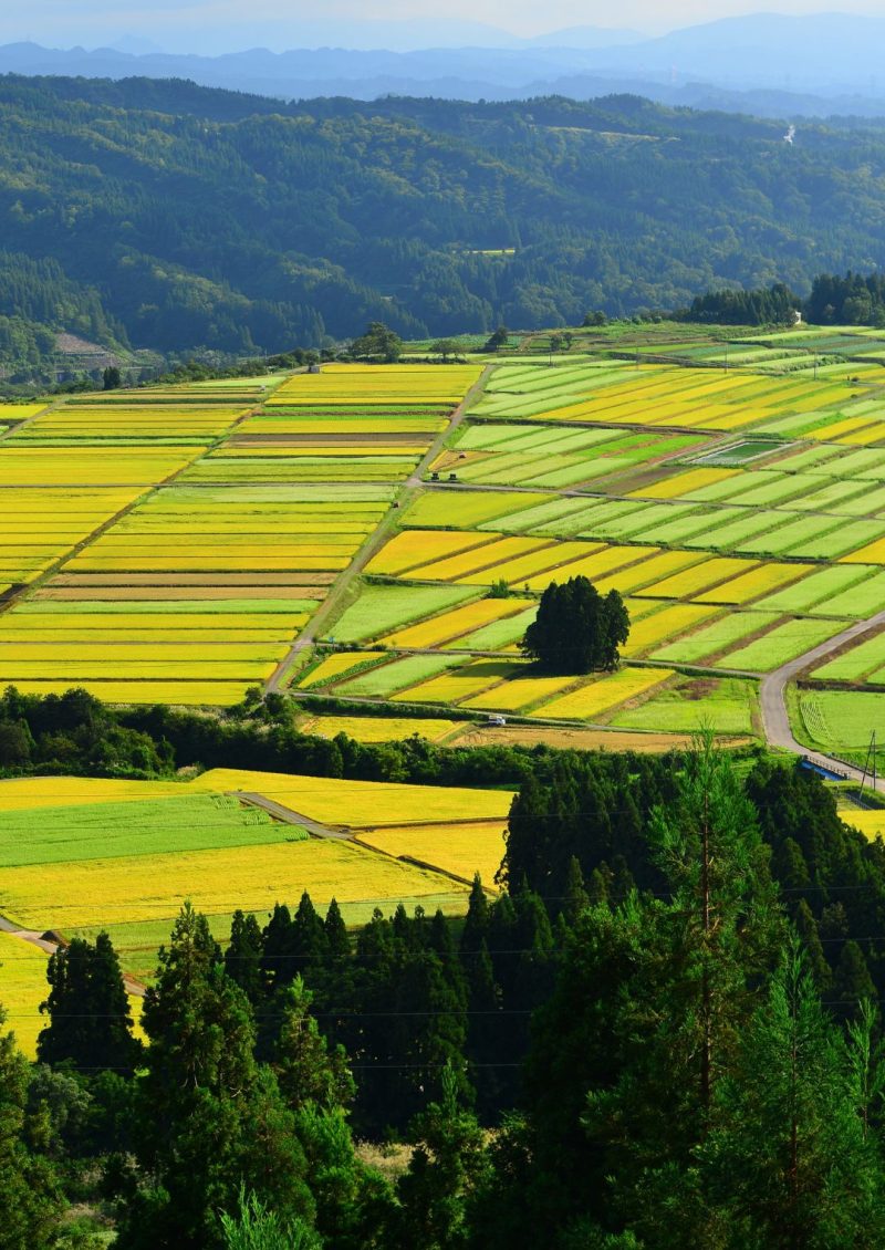 Uonuma rice fields